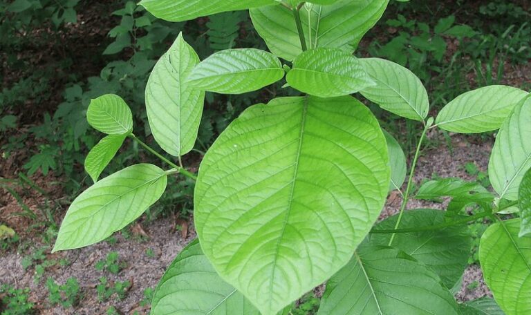 kratom plant
