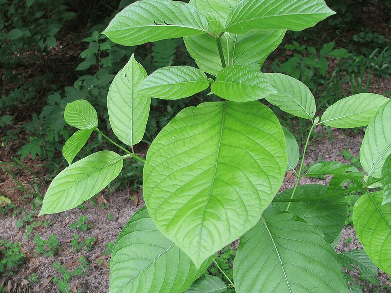 kratom plant