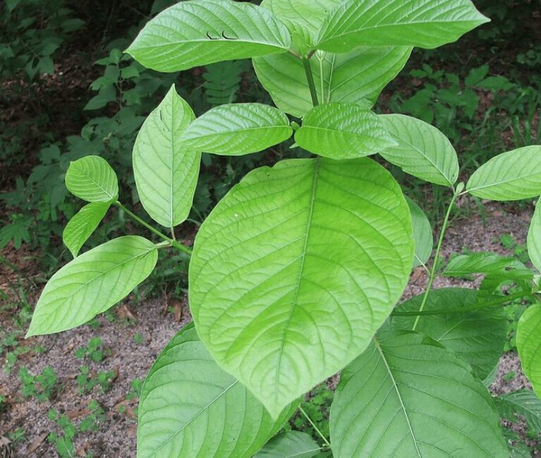 kratom plant